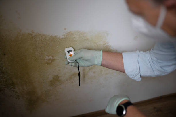 Best Bathroom Mold Remediation in Solomons, MD